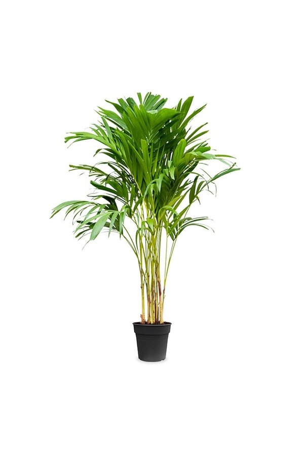 Veitchia Merrillii