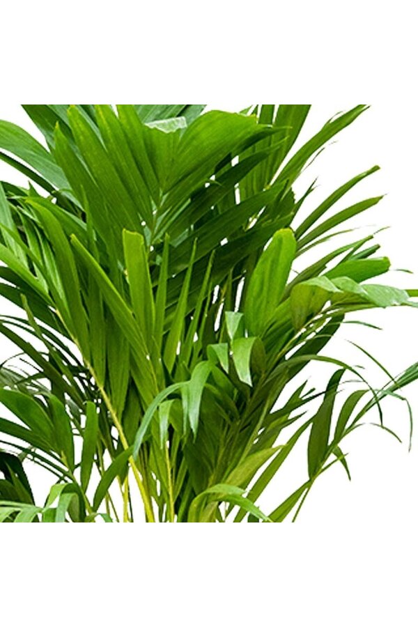 Veitchia Merrillii