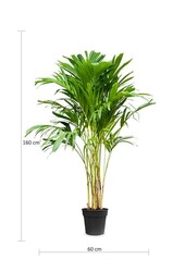 Veitchia Merrillii