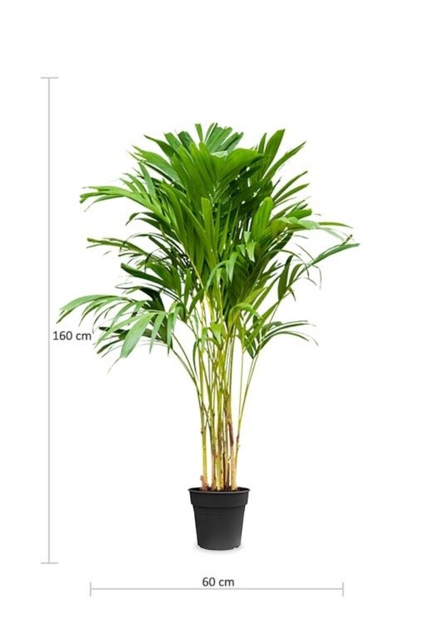 Veitchia Merrillii