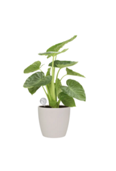 Elho Aqua Care - Kopia