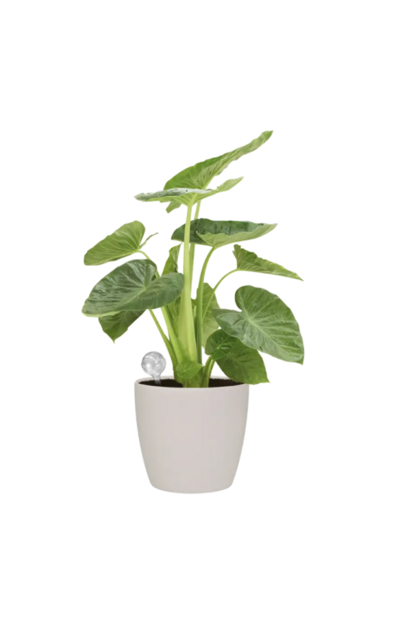 Elho Aqua Care - Kopia