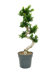 Ficus microcarpa 'Compacta'