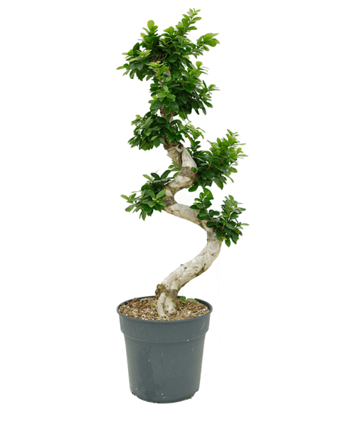 Ficus microcarpa 'Compacta'