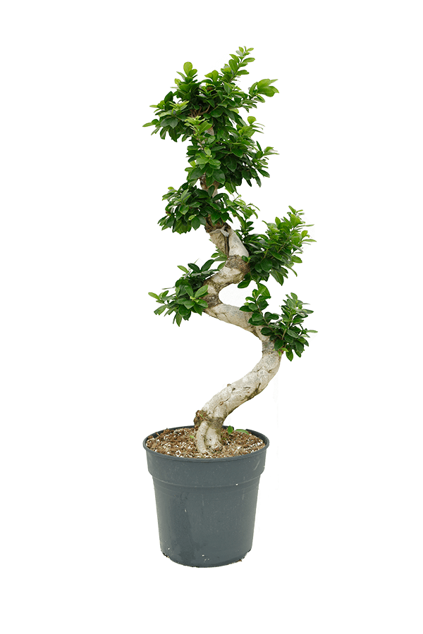Ficus microcarpa 'Compacta'