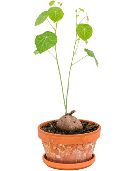 Ceramika | Stephania Erecta