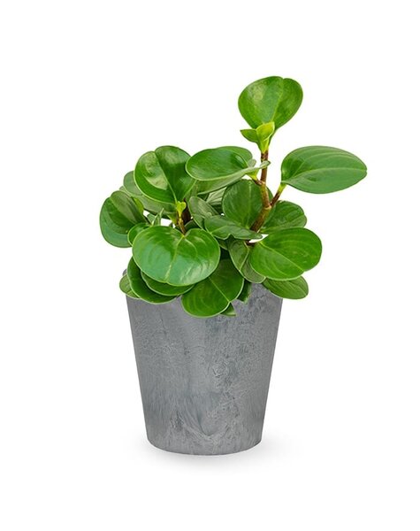 Artstone | Peperomia