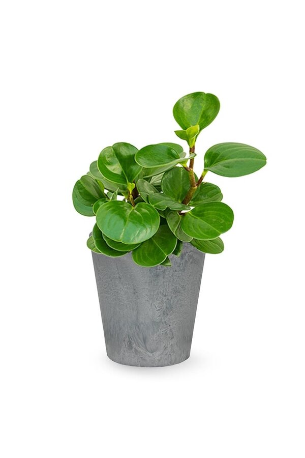 Peperomia obtusifolia w Artstone
