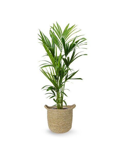 Trawa morska | Howea