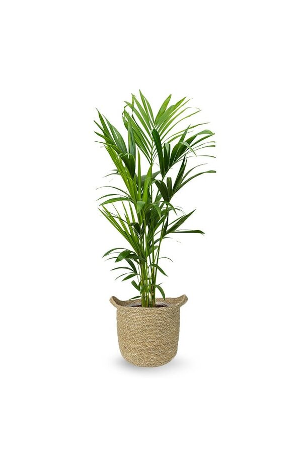 Palma Kentia w doniczce Nelis natural