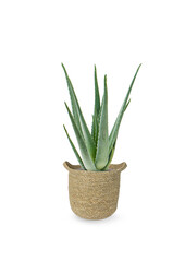 Aloes Vera w naturalnej doniczce Nelis