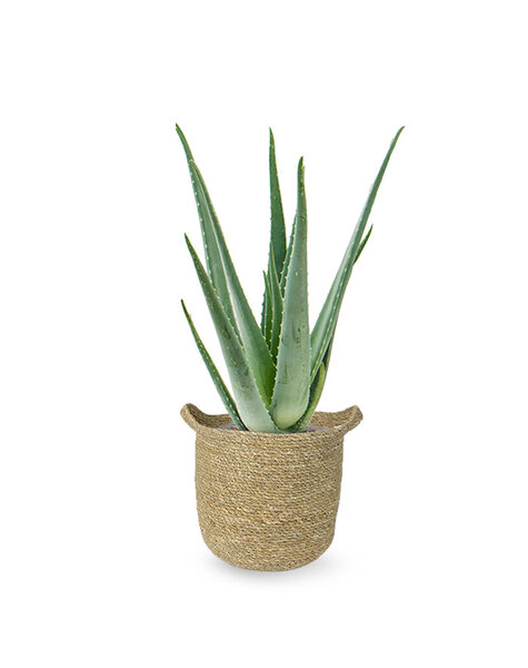 Trawa morska | Aloes