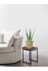 Aloes Vera w naturalnej doniczce Nelis