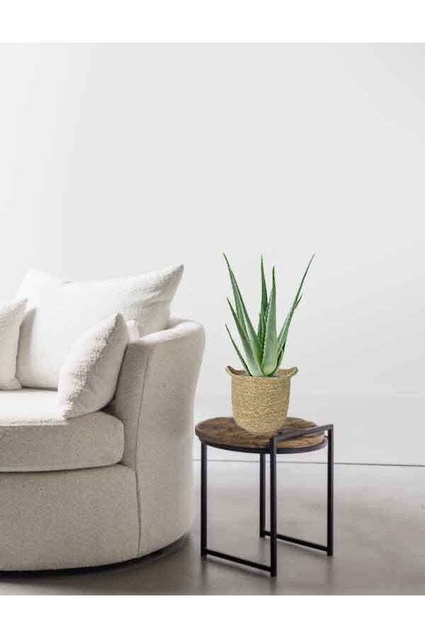 Aloes Vera w naturalnej doniczce Nelis