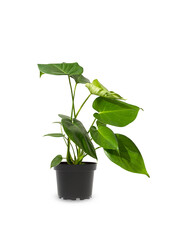 Monstera deliciosa