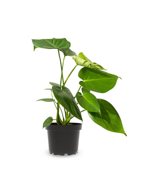 Monstera