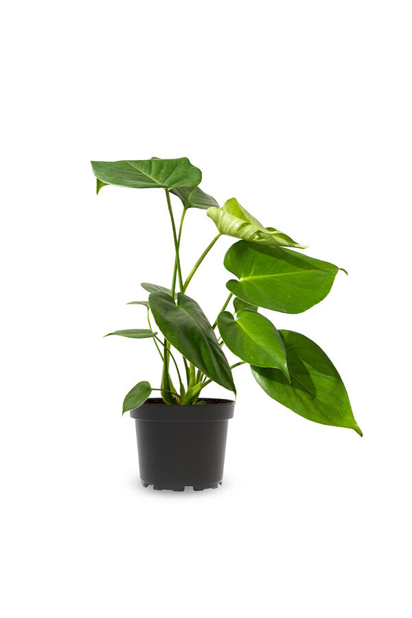 Monstera deliciosa