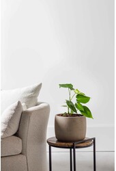 Monstera deliciosa