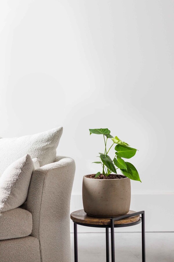 Monstera deliciosa