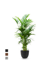 Howea Forsteriana XXL w Artstone