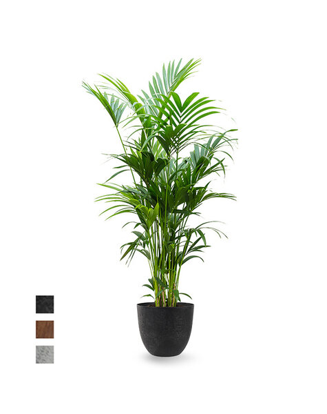 Artstone Artstone | Howea