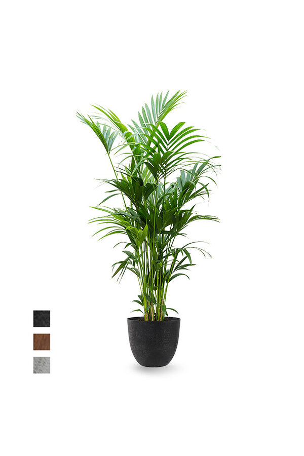 Howea Forsteriana XXL w Artstone