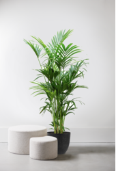 Howea Forsteriana XXL w Artstone