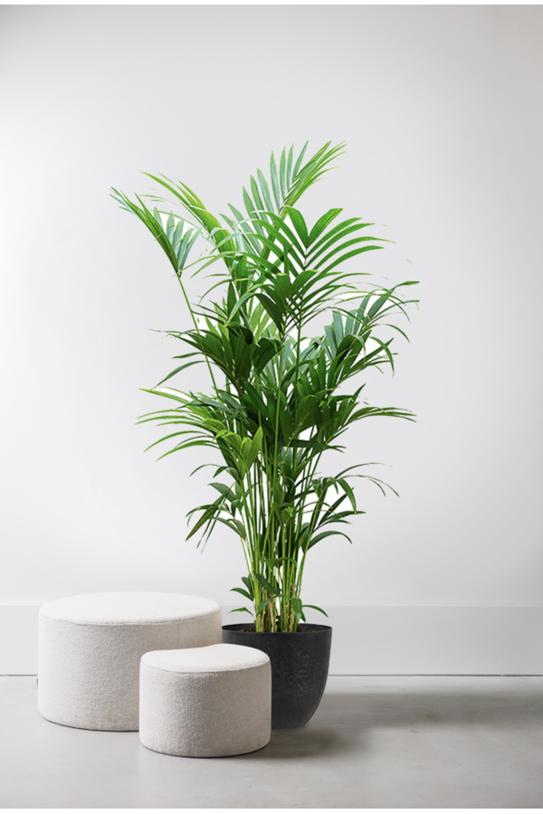 Howea Forsteriana XXL w Artstone