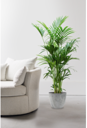 Howea Forsteriana XXL w Artstone