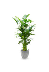 Howea Forsteriana XXL w Artstone