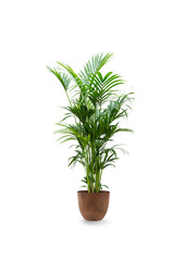Howea Forsteriana XXL w Artstone