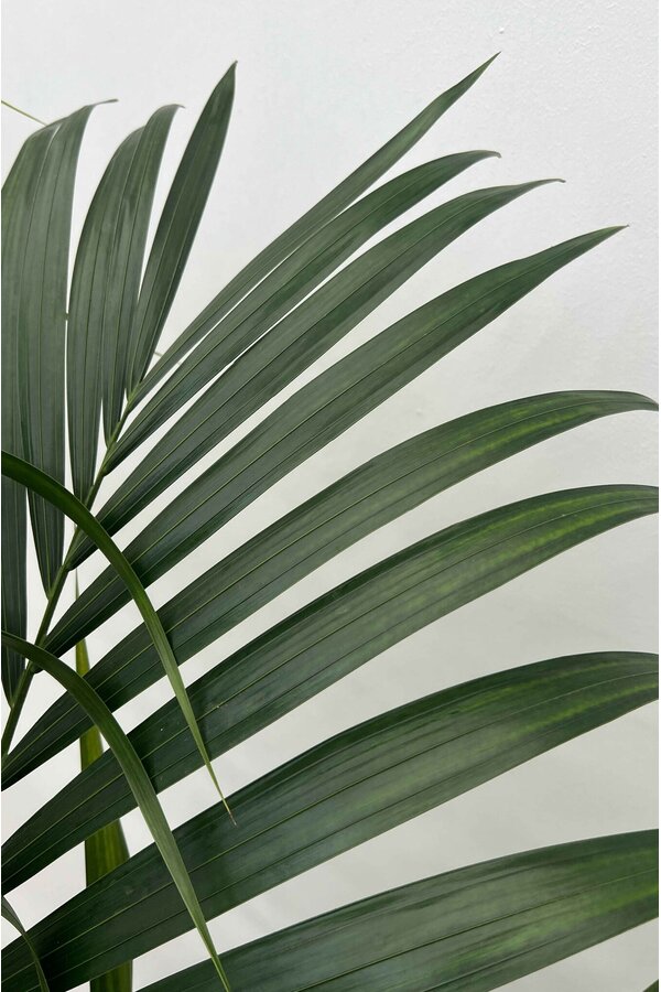 Howea Forsteriana XXL w Artstone