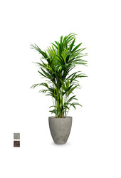 Howea Forsteriana w doniczce Ostryga