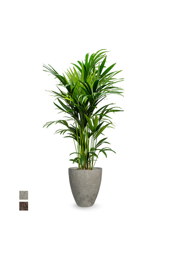 Howea Forsteriana w doniczce Ostryga