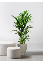 Howea Forsteriana w doniczce Ostryga
