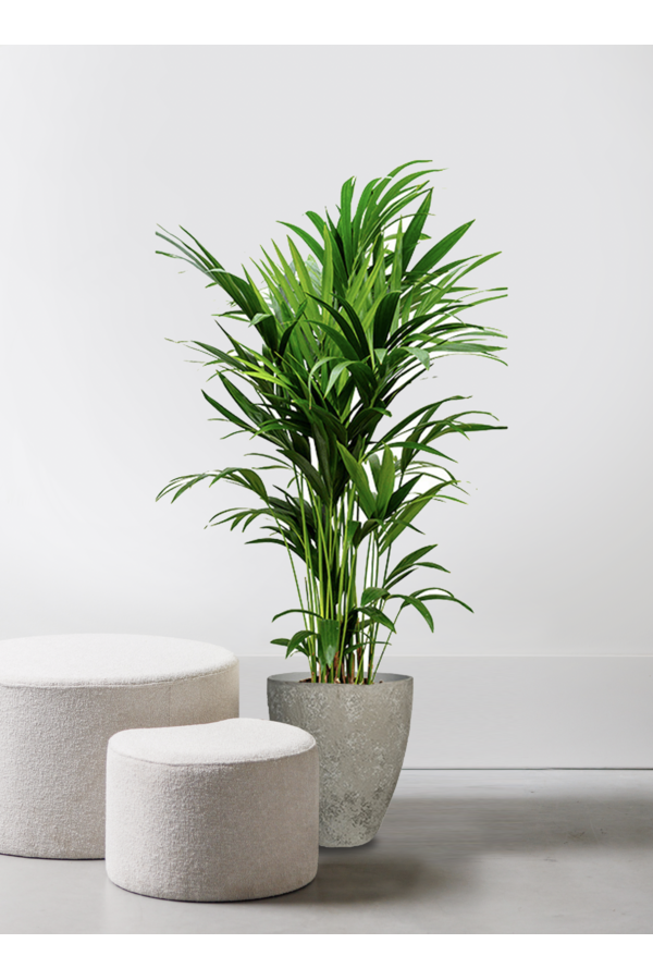Howea Forsteriana w doniczce Ostryga