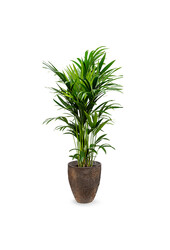 Howea Forsteriana w doniczce Ostryga