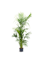 Hydro Roślina Kentia (howea) forsteriana