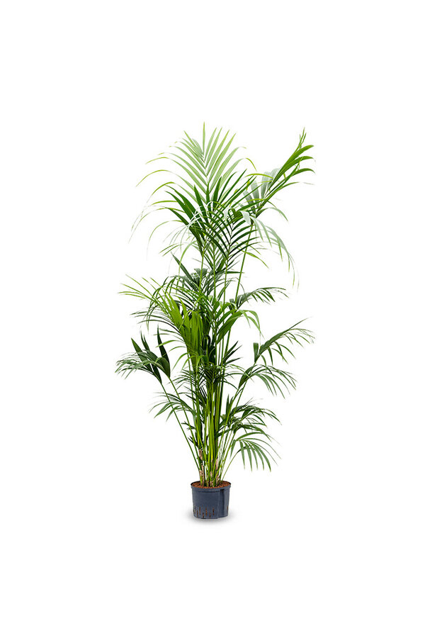 Hydro Roślina Kentia (howea) forsteriana