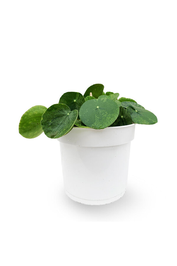 Pilea Pannenkoekplant Mojito