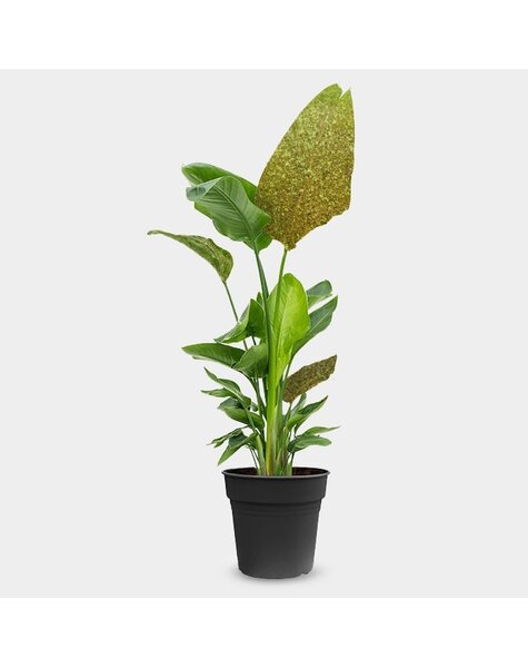 Strelitzia