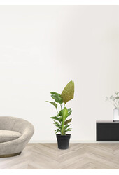 Strelitzia Nicolai Glitter