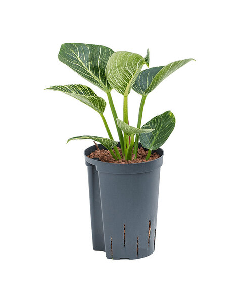 Hydroplant Filodendron