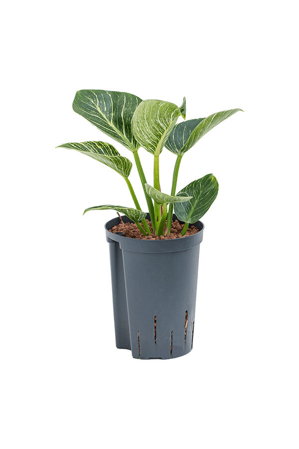 Hydroplant Filodendron white birkin