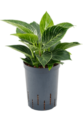 Hydroplant Filodendron white wave