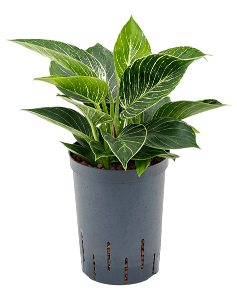Hydroplant Filodendron