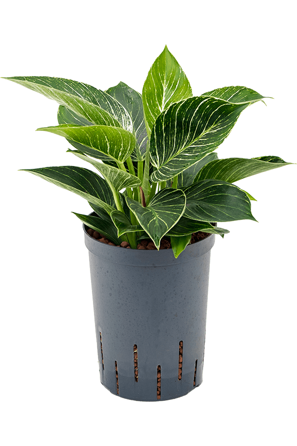 Hydroplant Filodendron white wave