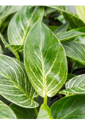 Hydroplant Filodendron white wave