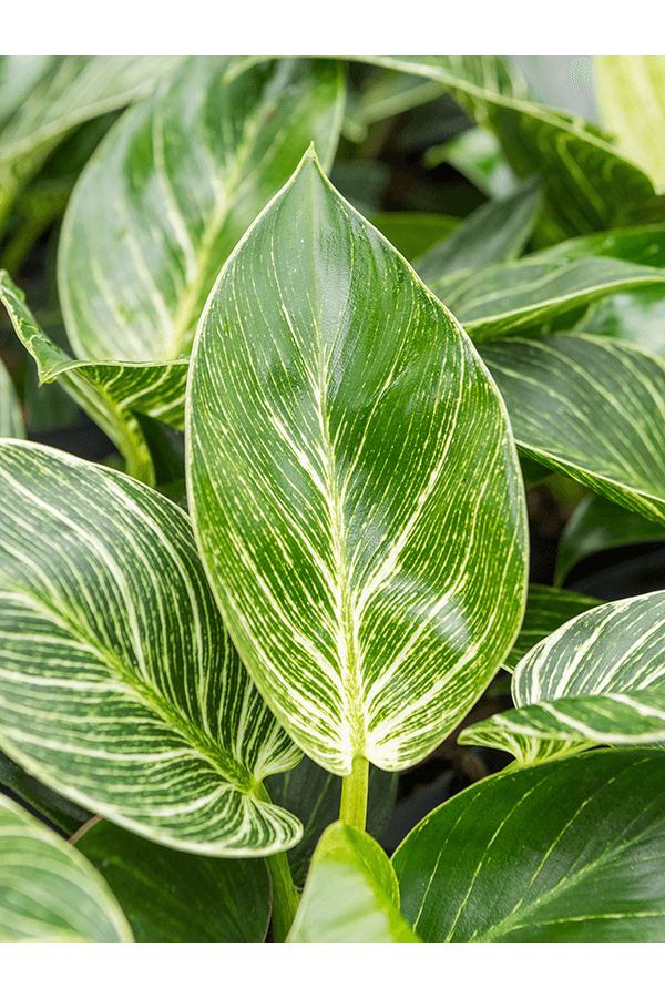 Hydroplant Filodendron white wave