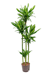 Hydroponiczna Dracena cintho